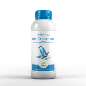 CRUISER